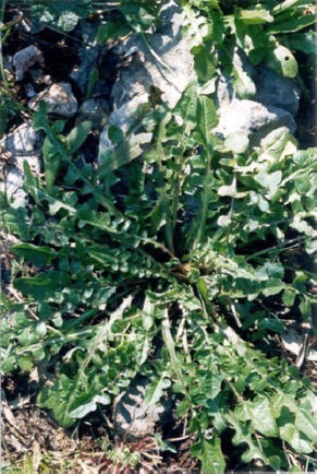 Cicoria Cicoria